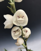 Peristeria elata (HOLY GOST ORCHID, VERY RARE FROM PANAMA)