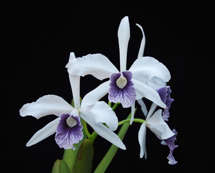 Laelia purpurata 'var werkhauseri x ardosia-Striata 'Escura' Secondary image