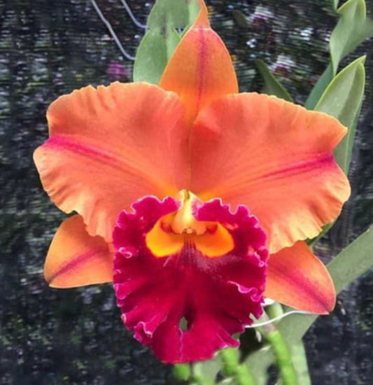 Rlc. Yingluck Smile 'Endless Rain' (Rlc. Liu's Joyance x Rlc. Williette Wong 'Yen' )