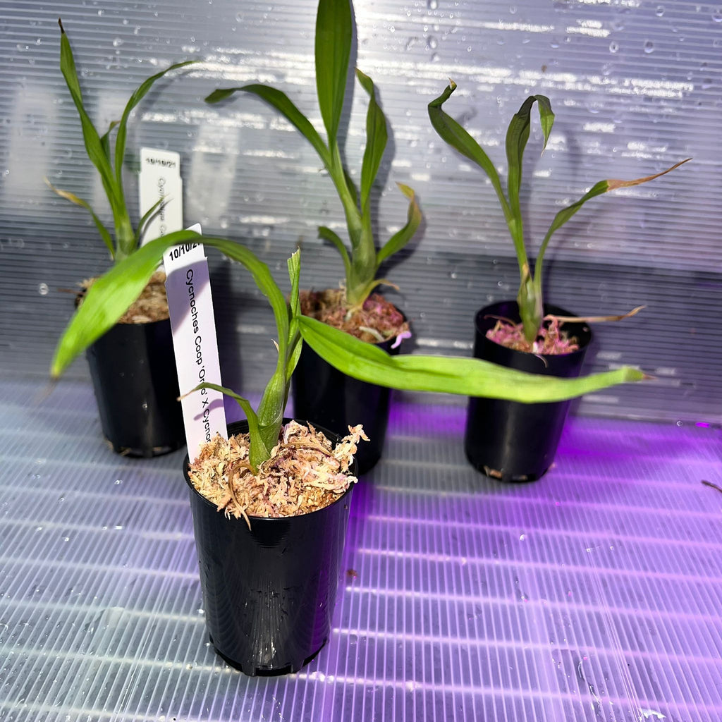 TOP - Cycnoches Coop 'Oreo' X Cycnoches Dragon 'Best' (Swan Orchid)
