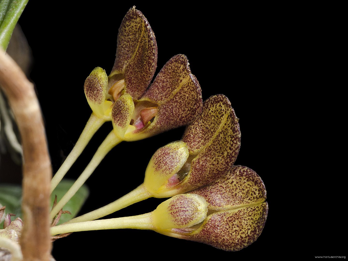 Bulbophyllum spathulatum (Miniature) Main image
