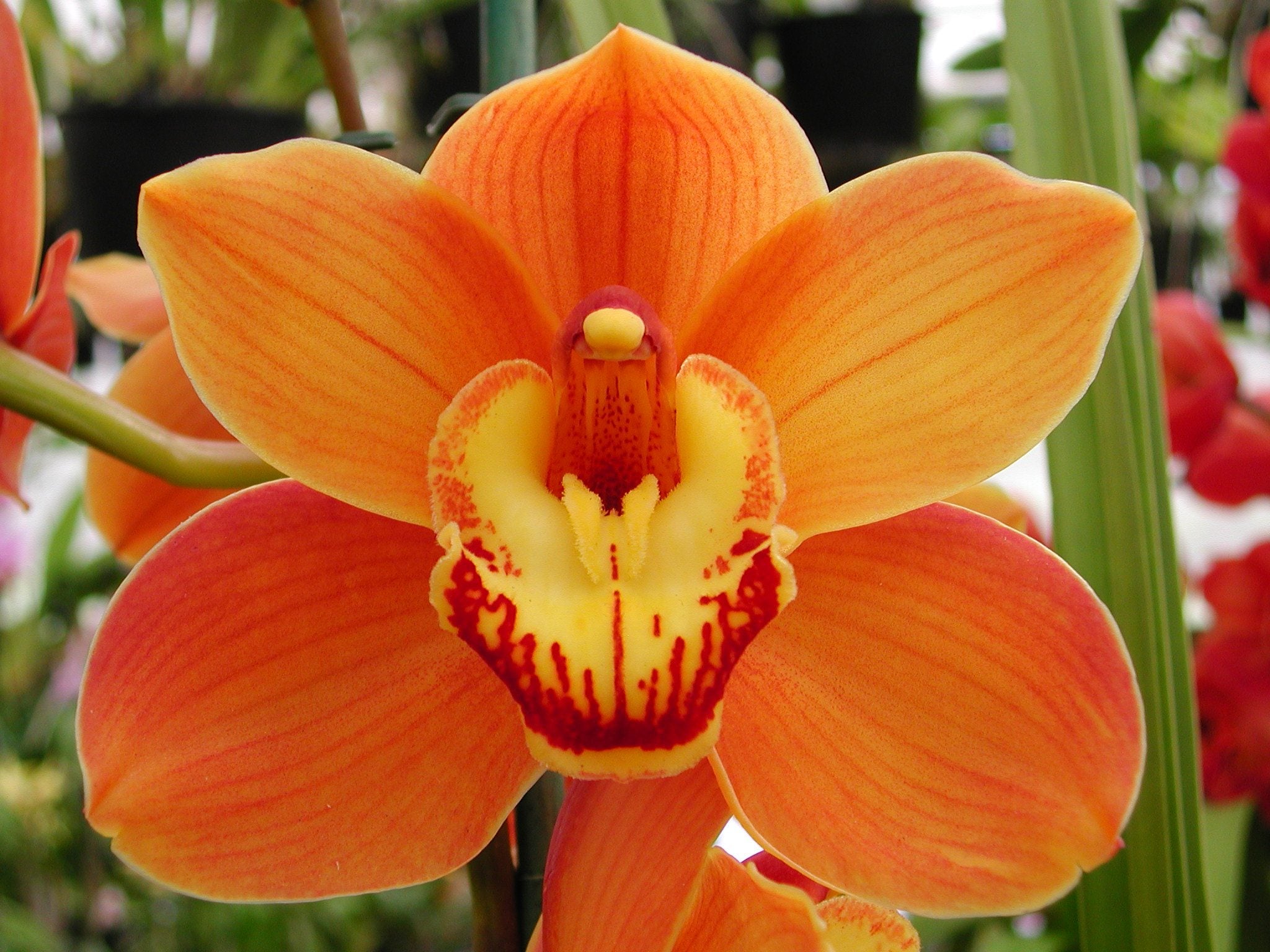 Cymbidium Seway 'Orange Crush' (Blooming Size) Main image