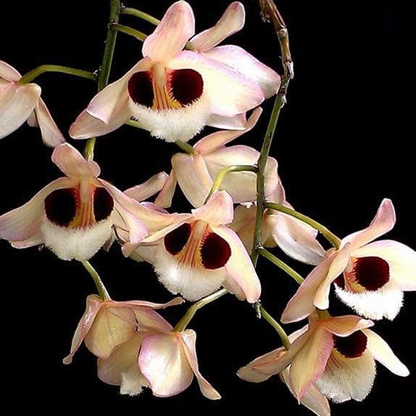 Fragrant Dendrobium Pulchellum (From India)