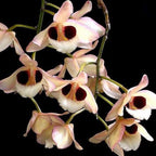 Fragrant Dendrobium Pulchellum (From India)