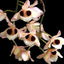 Fragrant Dendrobium Pulchellum (From India)
