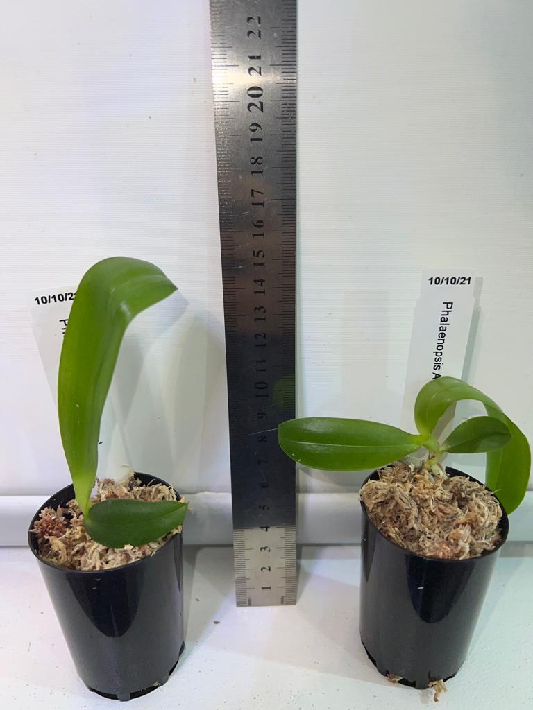 TOP - Phalaenopsis Allura 'Mars' (Fragrant - Mericlone) Secondary image