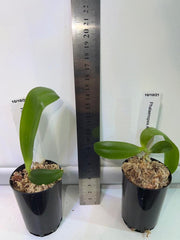 TOP - Phalaenopsis Allura 'Mars' (Fragrant - Mericlone)