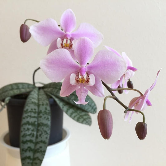 TOP - Phalaenopsis schilleriana T.K.B (Mottled Leaved Species)