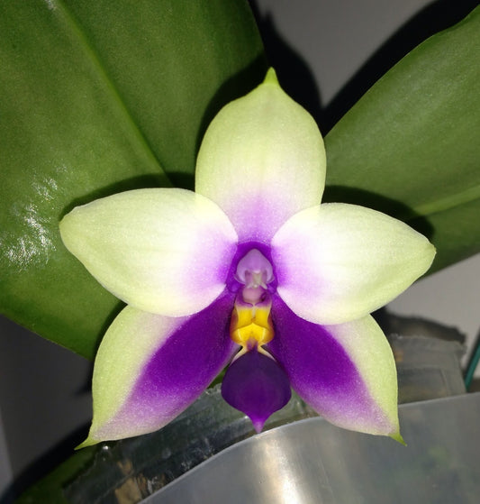 Phalaenopsis bellina 'Blue' (Rare Fragrant Species)