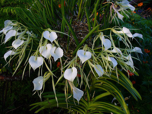 TOP Brassavola Nodosa x sib Thick Leaves  (Lady of the Night)
