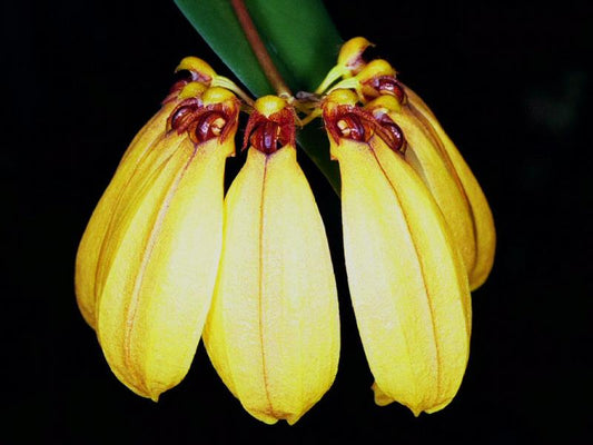 Bulbophyllum mastersianum (Miniature species)