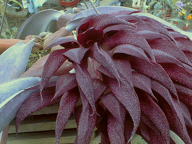 Bulbophyllum fletcherianum Rare Species Main image