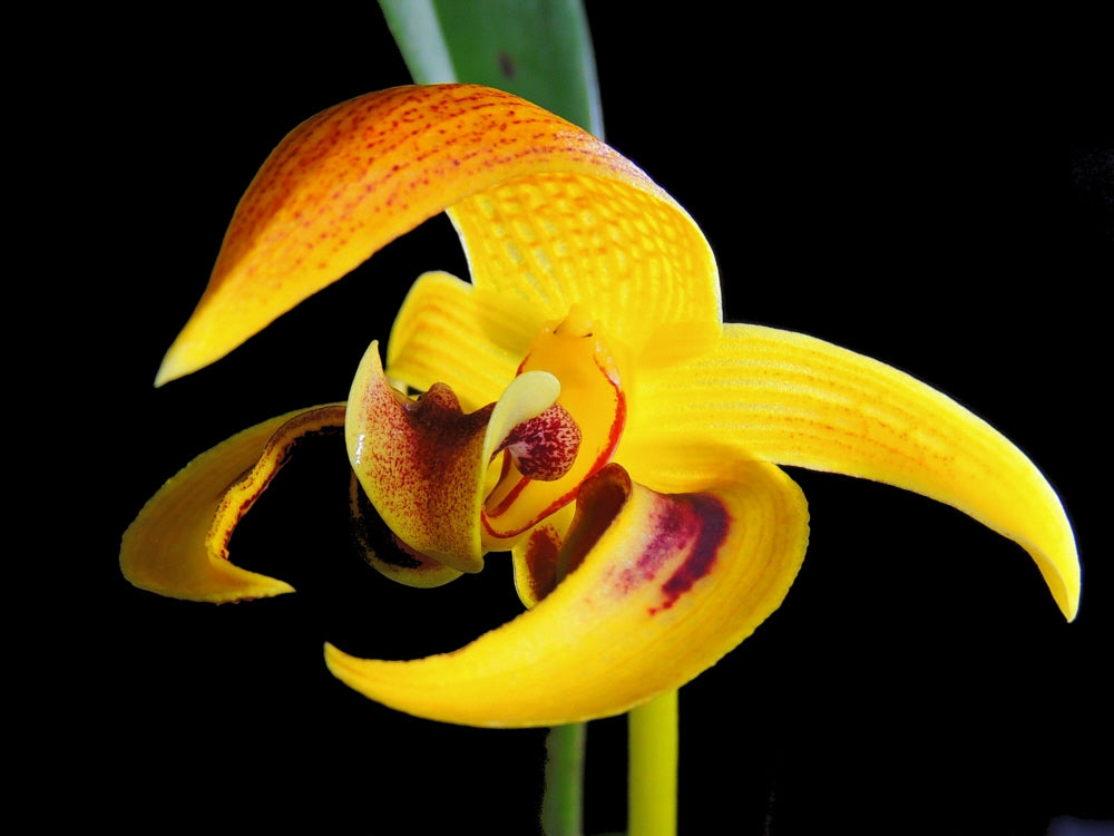 Bulbophyllum Dearei (Fragrant) Main image