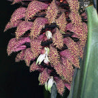 Bulbophyllum Phalaenopsis (Gigantic Plant)