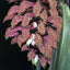 Bulbophyllum Phalaenopsis (Gigantic Plant)