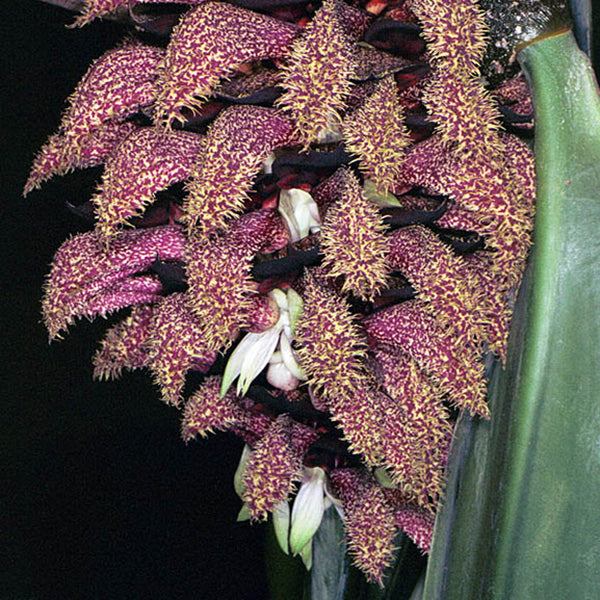 Bulbophyllum Phalaenopsis (Gigantic Plant)