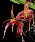 Bulbophyllum Jersey