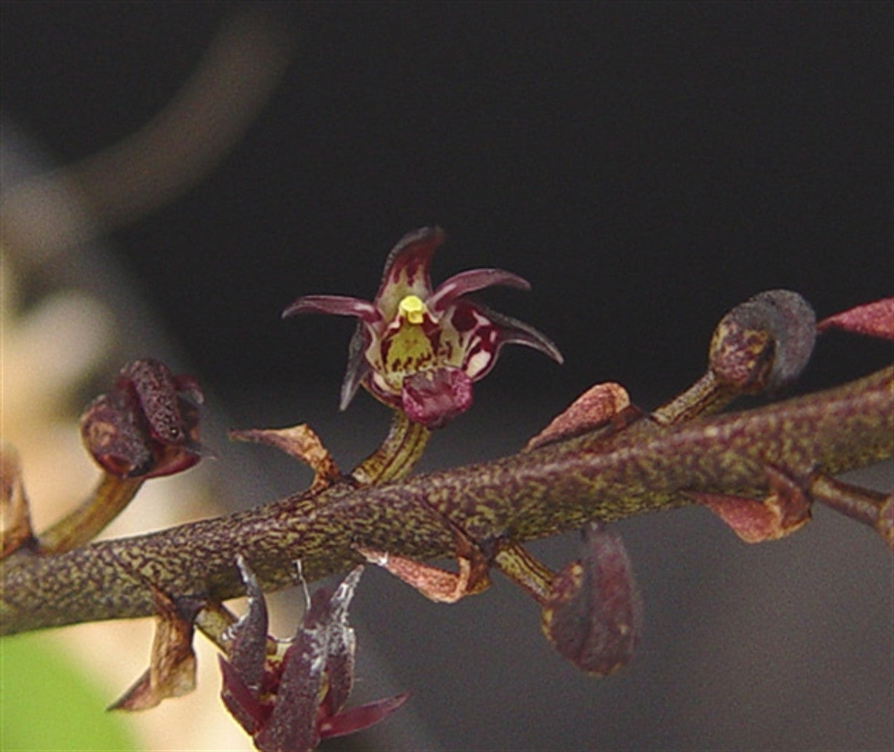 Bulbophyllum scaberulum Main image