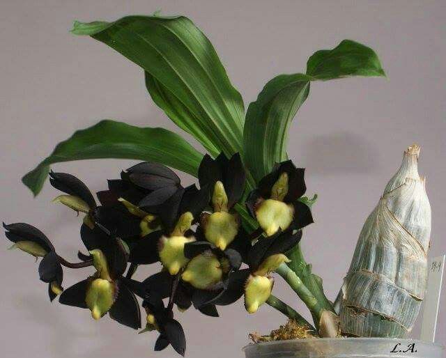 ( In Spike Now) Ctsm. Pileatum V. Imperale 'SVO Blood Red' X Ctsm. Tenebrosum 'ED Wise#2'
