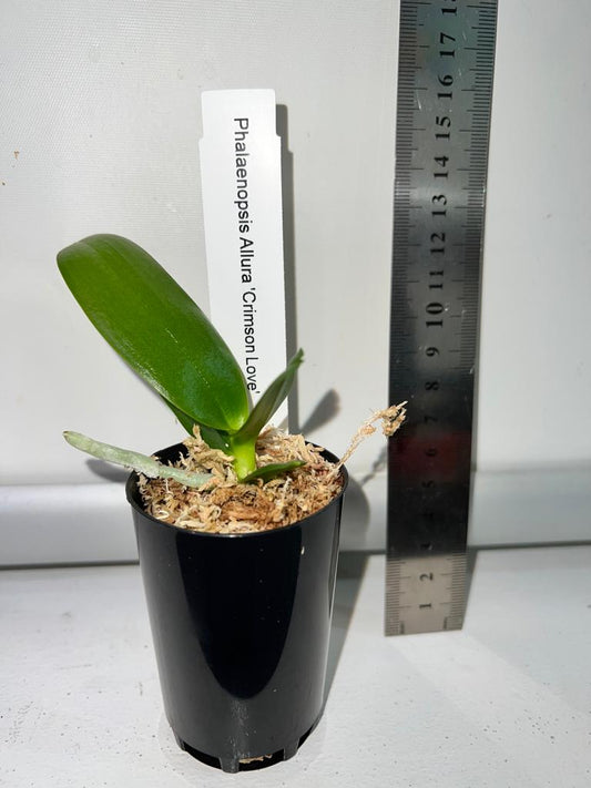 TOP - Phalaenopsis Allura 'Crimson Love' (Novelty)