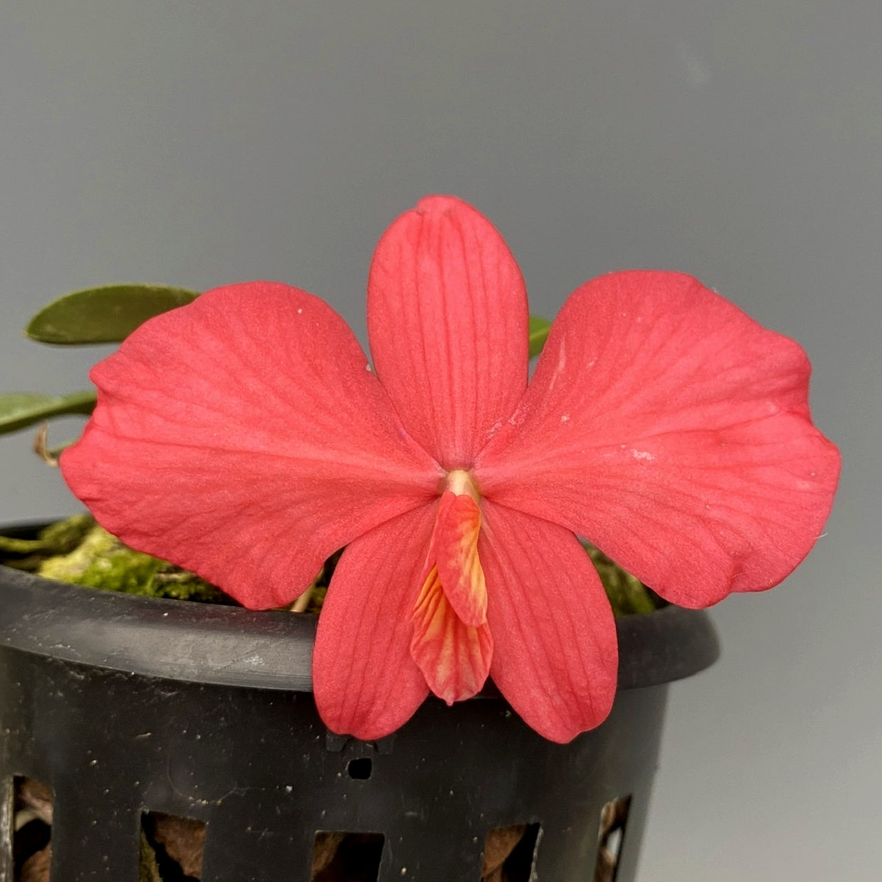 Sophronitis Wittigiana (Rosea) X Sophronitis Brevipedunculata Secondary image