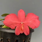 Sophronitis Wittigiana (Rosea) X Sophronitis Brevipedunculata