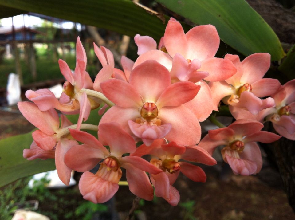 Rhynchostylis Gigantea Peach Fragrant Main image