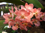 Rhynchostylis Gigantea Peach Fragrant