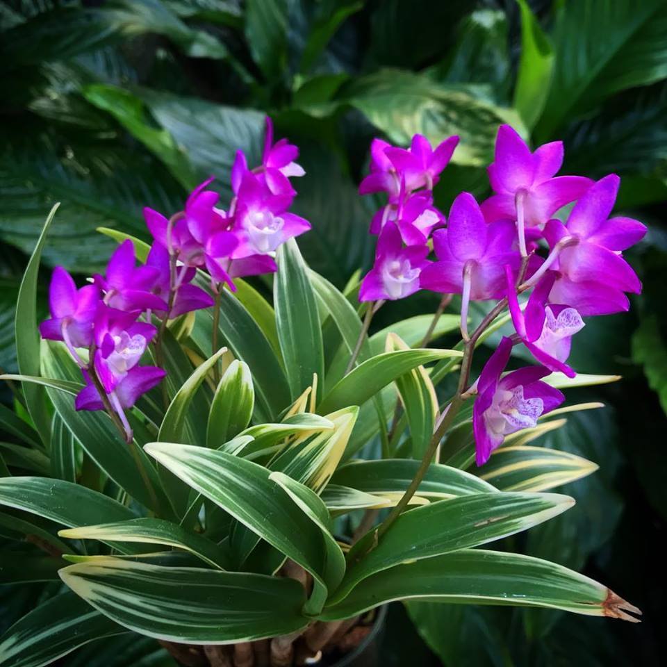 Dendrobium kingianum variegated