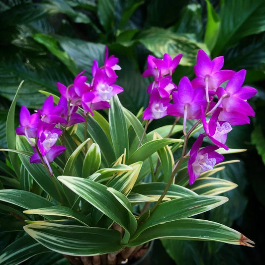 Dendrobium kingianum variegated