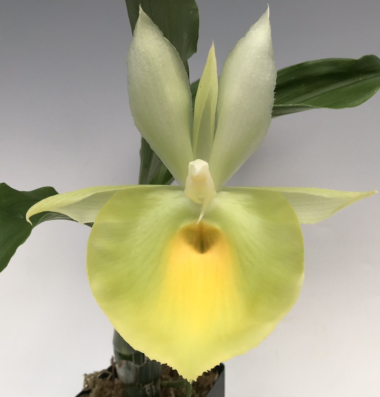 TOP - Catasetum pileatum 'Jumbo Green Gold' (Fragrant Species) Main image
