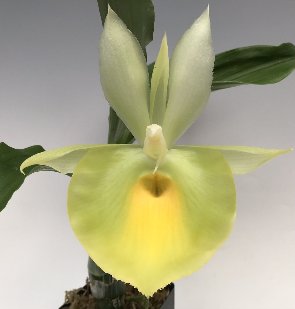 TOP - Catasetum pileatum 'Jumbo Green Gold' (Fragrant Species)
