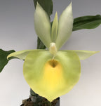 TOP - Catasetum pileatum 'Jumbo Green Gold' (Fragrant Species)