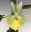 TOP - Catasetum pileatum 'Jumbo Green Gold' (Fragrant Species)