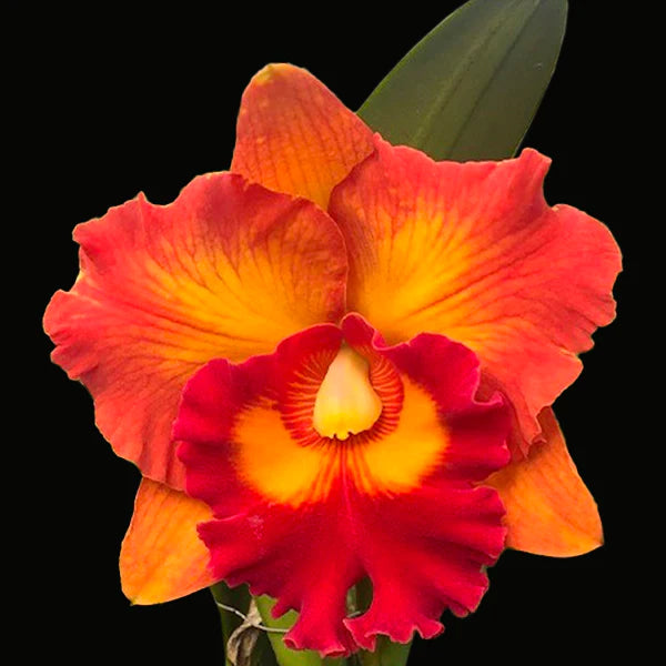 Rlc. Nakornchaisri Delight No. 2 x Rlc. Yingluck Smile (HUGE FS MOUNTED PLANT)