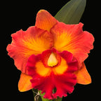 Rlc. Nakornchaisri Delight No. 2 x Rlc. Yingluck Smile (HUGE FS MOUNTED PLANT)