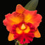 Rlc. Nakornchaisri Delight No. 2 x Rlc. Yingluck Smile (HUGE FS MOUNTED PLANT)