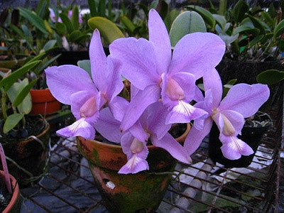 Cattleya Nobilior Coerulea Var Do Sertoo