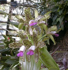 Cattleya Hawaiian Passion X Catt. guttata var. leopoldii X Catt. tigrina (Burleigh Dark)