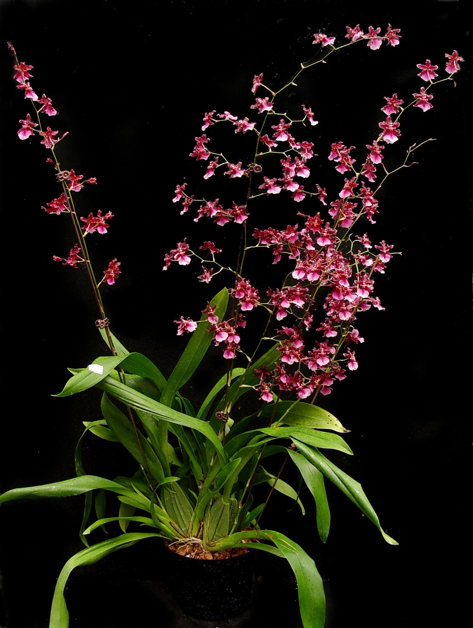 Oncidium Sharry Baby 'Sweet Fragrance' Main image