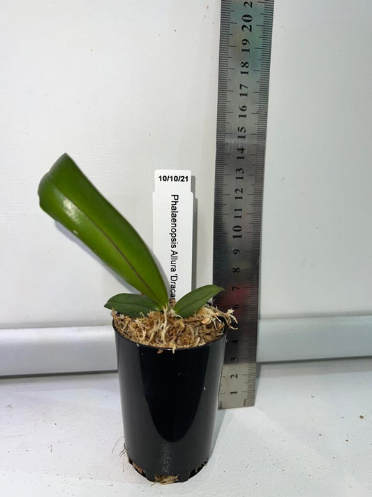 TOP - Phalaenopsis Allura 'Dracarys' (Mericlone)