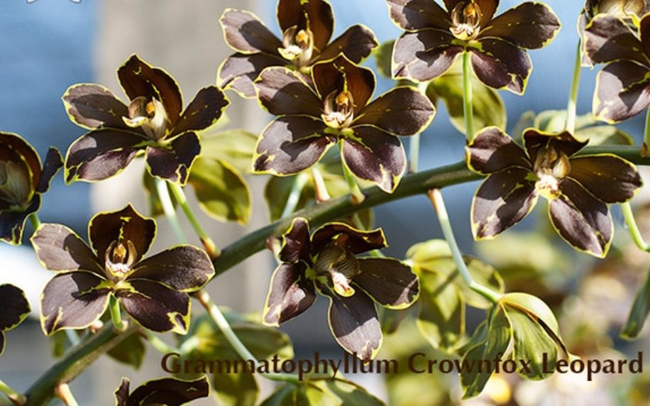 Grammatocymbidium Pakkret Garuda X Crownfox Leopard 'Penta' Main image