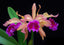 Blc. Salinao Beauty 'Hot Lips' 4n x Lc. Luminosa 'Medelin' 4n
