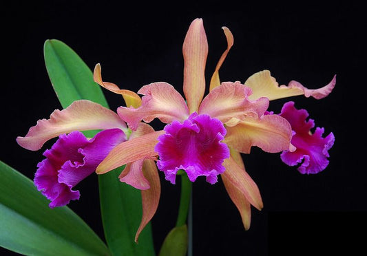 Blc. Salinao Beauty 'Hot Lips' 4n x Lc. Luminosa 'Medelin' 4n
