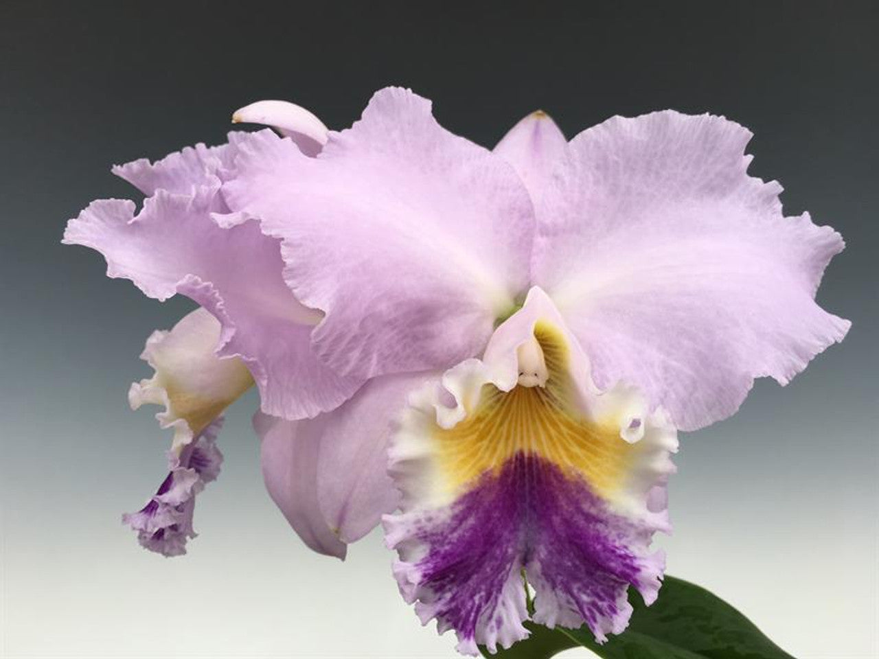 Crimson Cattleya (Cattleya labiata) 13 Cattleya labiata var coerulea (RARE FORM)