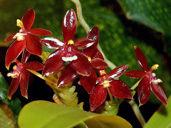 PHAL. CORNU-CERVI VAR. VINI 'WAN-KOU' (MERISTEM) IN SPIKE NOW!