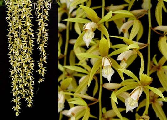 TOP - Coelogyne rochussenii (Fragrant Species)