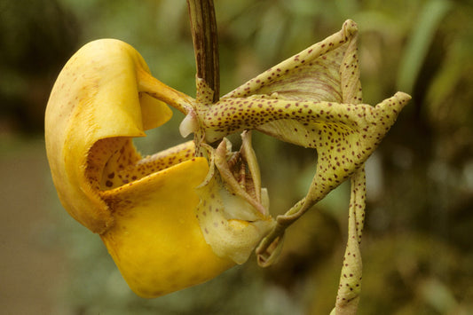 Coryanthes bruchmuelleri x sib - Flask EXTREMELY FRAGRANT