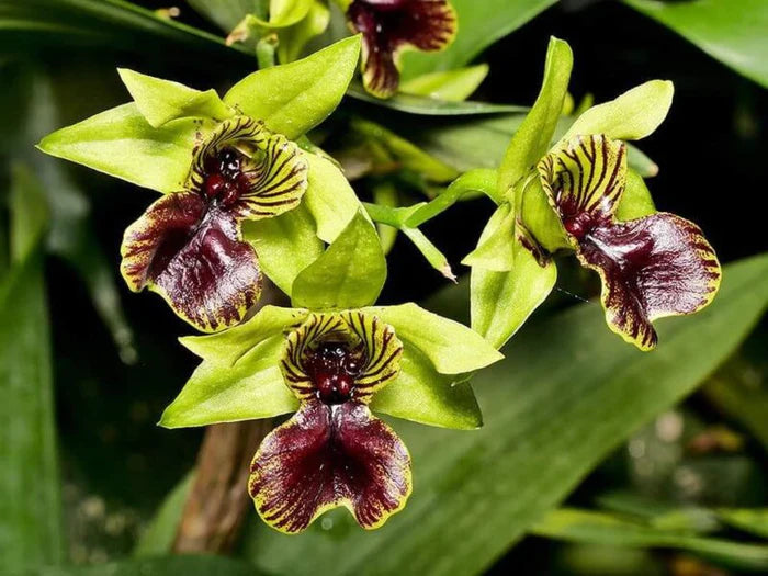 Den. convolutum 'Dark Lip' x (Den. normanbynese x Gerald McCraith)