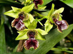 Dendrobium convolutum Latouria SPECIES